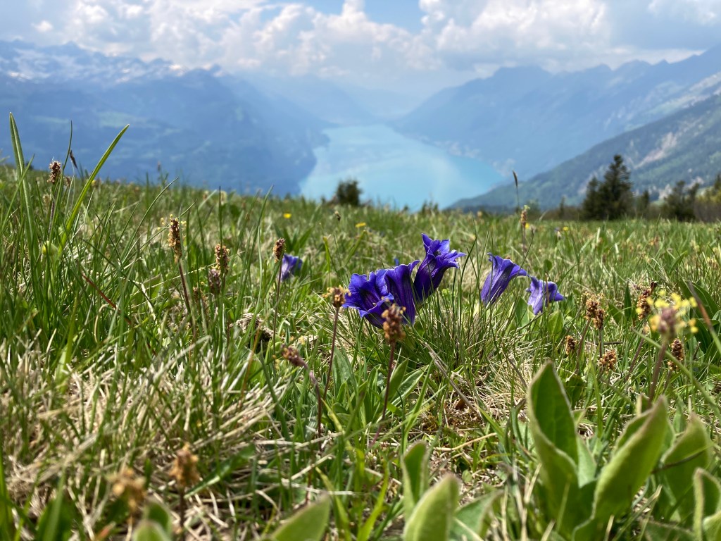Wilerhorn (CH, 2005m)
